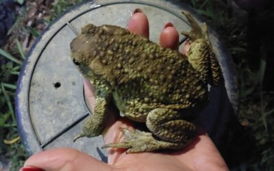 Akcija „Spašavanje vodozemaca(žaba) na prometnici Koprivnica-Đelekovec“